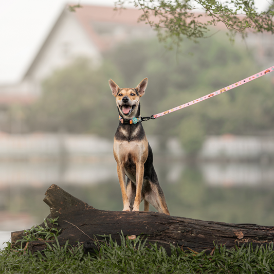 Volkswagen Pet Leash