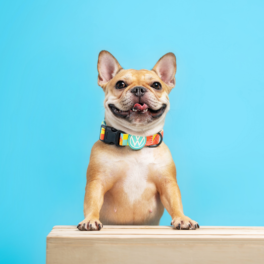 Volkswagen Pet Collar